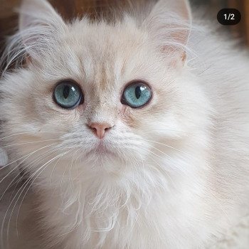 chat British Longhair Christian Dior Paris Royal Cattery