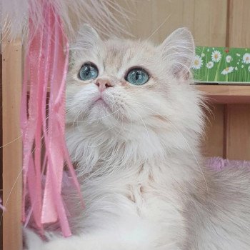 chat British Longhair Christian Dior Paris Royal Cattery