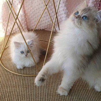 chat British Longhair Christian Dior Paris Royal Cattery