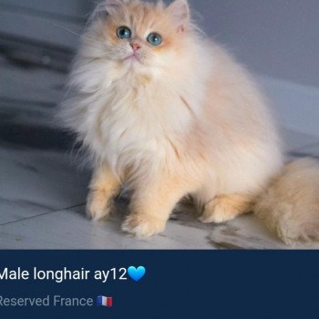 chat British Longhair Christian Dior Paris Royal Cattery