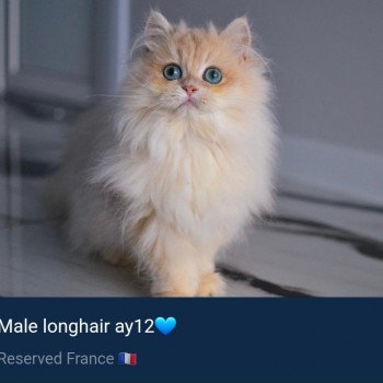 chat British Longhair Christian Dior Paris Royal Cattery