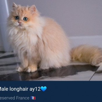 chat British Longhair Christian Dior Paris Royal Cattery