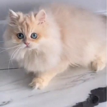 chat British Longhair Christian Dior Paris Royal Cattery