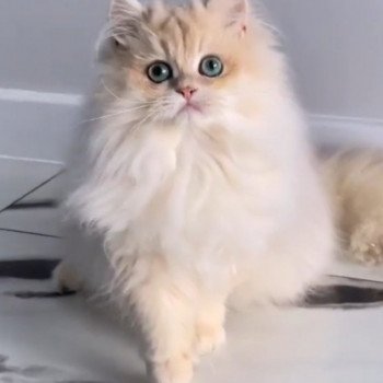 chat British Longhair Christian Dior Paris Royal Cattery