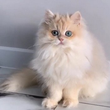 chat British Longhair Christian Dior Paris Royal Cattery