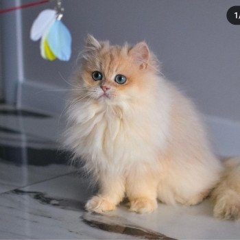 chat British Longhair Christian Dior Paris Royal Cattery