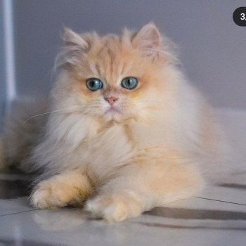 chat British Longhair Christian Dior Paris Royal Cattery