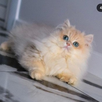 chat British Longhair Christian Dior Paris Royal Cattery