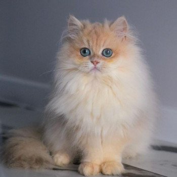 chat British Longhair Christian Dior Paris Royal Cattery