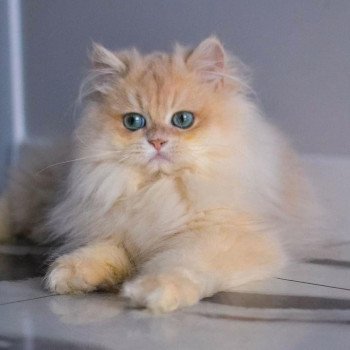 chat British Longhair Christian Dior Paris Royal Cattery