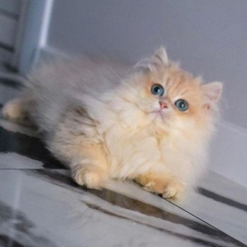 chat British Longhair Christian Dior Paris Royal Cattery