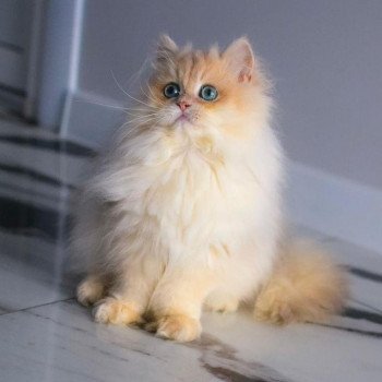 chat British Longhair Christian Dior Paris Royal Cattery