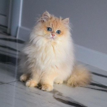 chat British Longhair Christian Dior Paris Royal Cattery