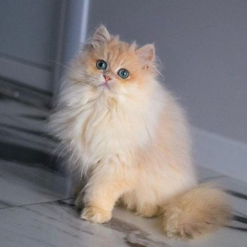 chat British Longhair Christian Dior Paris Royal Cattery