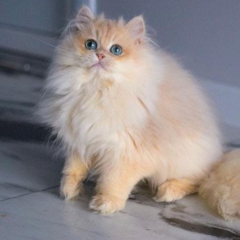 chat British Longhair Christian Dior Paris Royal Cattery