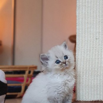 chaton British Longhair black golden shaded Cupcake Paris Royal Cattery d'apparence British Longhair black golden shaded