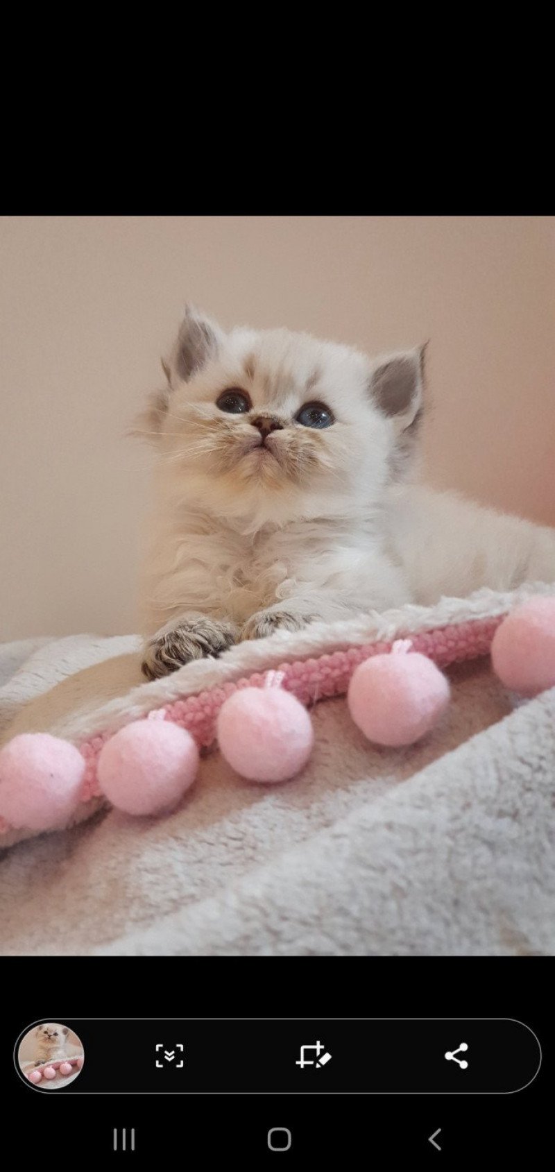 Cupcake From Paris Royal Mâle d'apparence British Longhair