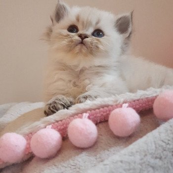 chaton British Longhair black golden shaded Cupcake Paris Royal Cattery d'apparence British Longhair black golden shaded