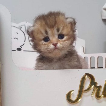 chaton British Longhair black golden shaded Grace Kelly Paris Royal Cattery chaton British Longhair black golden shaded Grace Kelly Paris Royal Cattery
