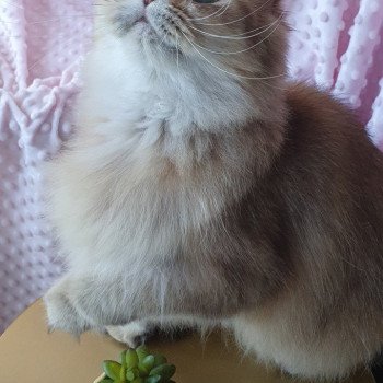 chaton British Longhair black golden shaded Megan Fox Paris Royal Cattery chaton British Longhair black golden shaded Megan Fox Paris Royal Cattery