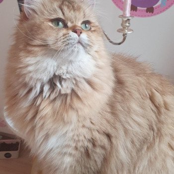 chaton British Longhair black golden shaded Megan Fox Paris Royal Cattery chaton British Longhair black golden shaded Megan Fox Paris Royal Cattery