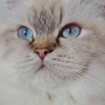 chat British Longhair Jilliane Paris Royal Cattery