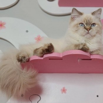 chat British Longhair Jilliane Paris Royal Cattery