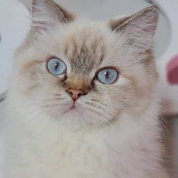 chat British Longhair Jilliane Paris Royal Cattery