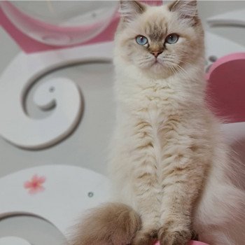 chat British Longhair Jilliane Paris Royal Cattery