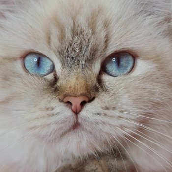 chat British Longhair Jilliane Paris Royal Cattery