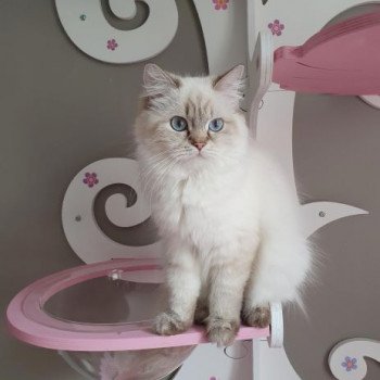 chat British Longhair Jilliane Paris Royal Cattery