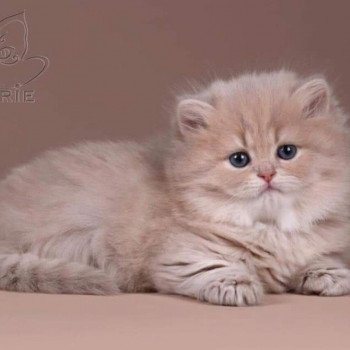 chat British Longhair Jilliane Paris Royal Cattery