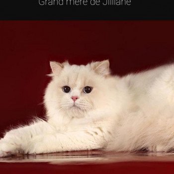 chat British Longhair Jilliane Paris Royal Cattery