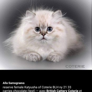 chat British Longhair Jilliane Paris Royal Cattery