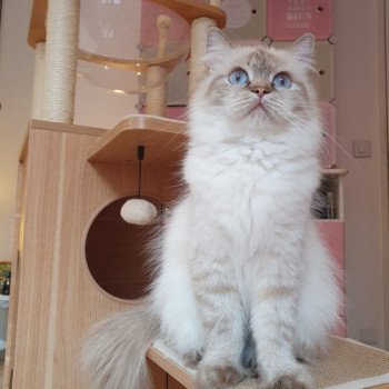 chat British Longhair Jilliane Paris Royal Cattery