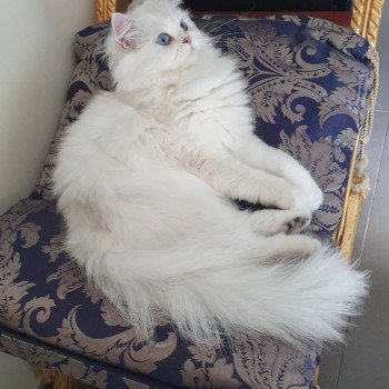 chat British Longhair silver shaded Lady Francesca Paris Royal Cattery