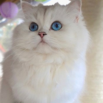 chat British Longhair silver shaded Lady Francesca Paris Royal Cattery