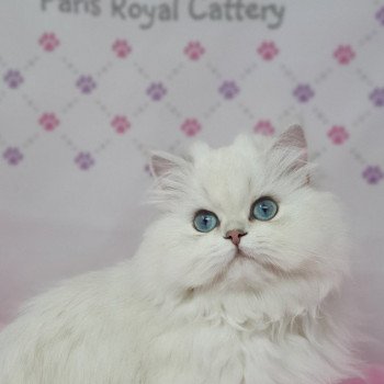 chat British Longhair Lady Francesca Paris Royal Cattery