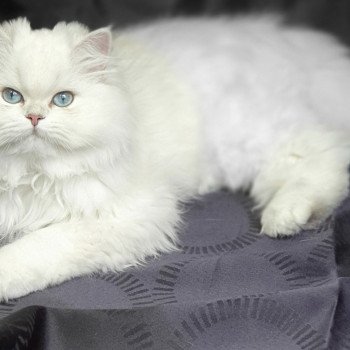 chat British Longhair Lady Francesca Paris Royal Cattery