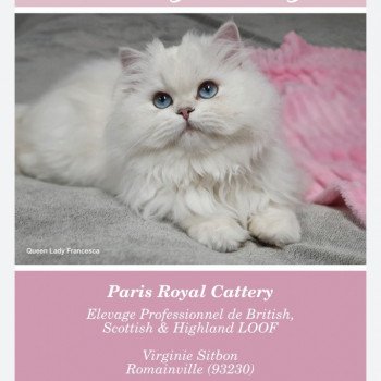 chat British Longhair silver shaded Lady Francesca Paris Royal Cattery