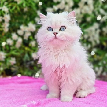 chat British Longhair silver shaded Lady Francesca Paris Royal Cattery