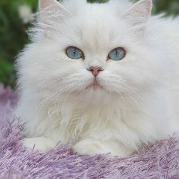 chat British Longhair silver shaded Lady Francesca Paris Royal Cattery