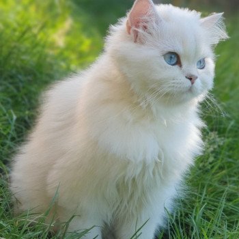 chat British Longhair silver shaded Lady Francesca Paris Royal Cattery