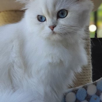 chat British Longhair silver shaded Lady Francesca Paris Royal Cattery