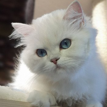 chat British Longhair silver shaded Lady Francesca Paris Royal Cattery