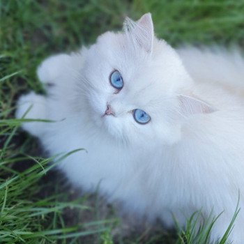 chat British Longhair silver shaded Lady Francesca Paris Royal Cattery