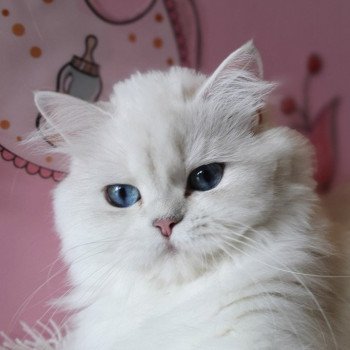 chat British Longhair silver shaded Lady Francesca Paris Royal Cattery