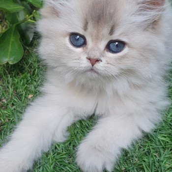 chaton British Longhair blue golden shaded Lolipop Paris Royal Cattery