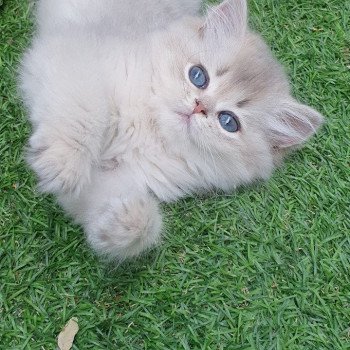 chaton British Longhair blue golden shaded Lolipop Paris Royal Cattery