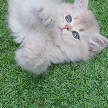 chaton British Longhair blue golden shaded Lolipop Paris Royal Cattery